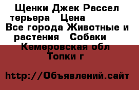 Щенки Джек Рассел терьера › Цена ­ 20 000 - Все города Животные и растения » Собаки   . Кемеровская обл.,Топки г.